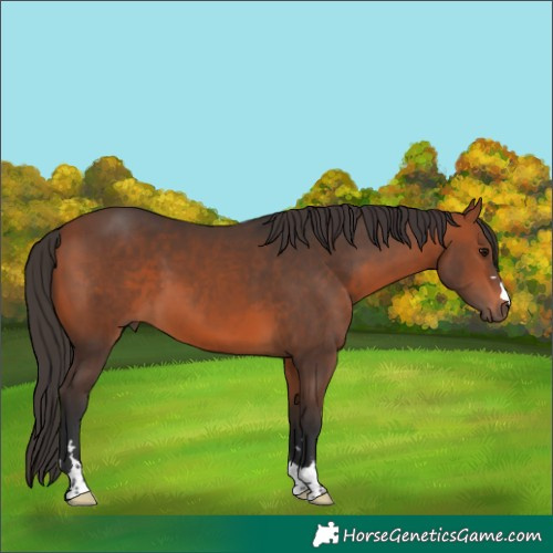 Horse Color:Bay 