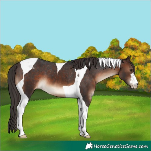 Horse Color:Brown Tobiano Appaloosa
