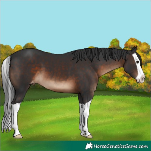 Horse Color:Brown Splash Appaloosa