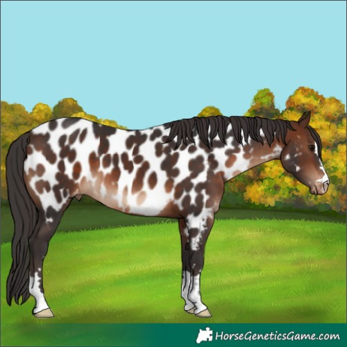 Horse Color:Brown Appaloosa 