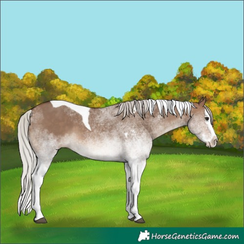 Horse Color:White Spotted Silver Brown Dun Splash Tobiano 