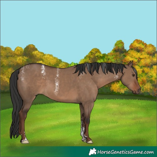 Horse Color:Powder White Liver Red Dun Rabicano 