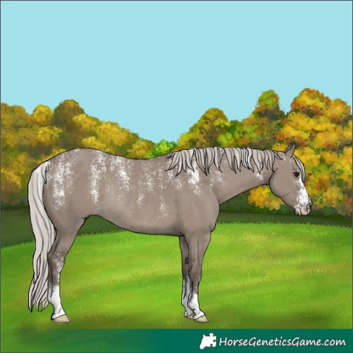 Horse Color:Powder White Silver Grullo Rabicano 