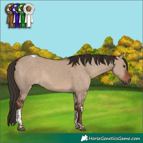 Horse Color:Liver Red Dun Tobiano