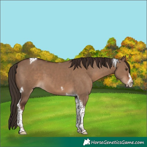 Horse Color:Liver Red Dun Tobiano Frame 