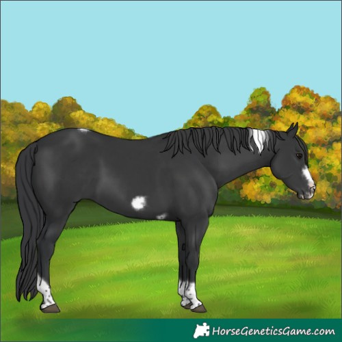 Horse Color:Black Tobiano Frame 