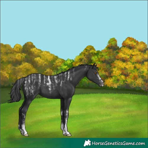 Horse Color:Powder White Black 
