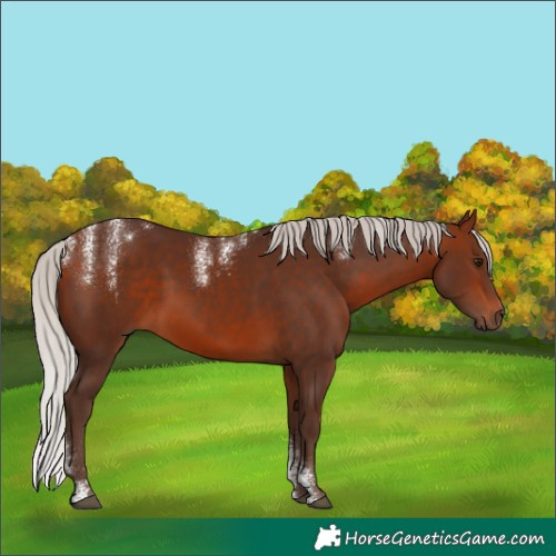 Horse Color:Powder White Silver Bay Rabicano 