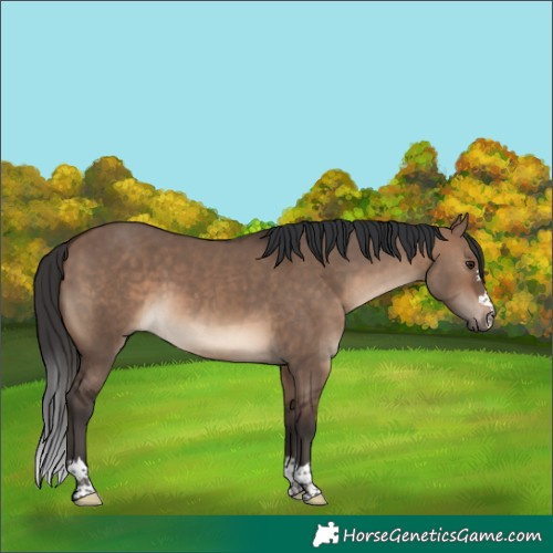 Horse Color:Brown Dun 