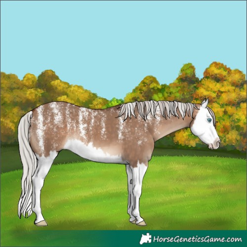 Horse Color:Powder White Silver Bay Dun Splash 
