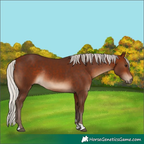 Horse Color:Silver Bay Rabicano
