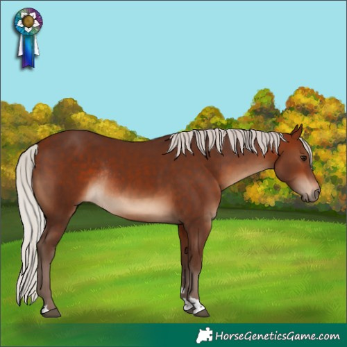 Horse Color:Silver Bay Rabicano