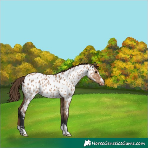 Horse Color:Bay Dun Appaloosa