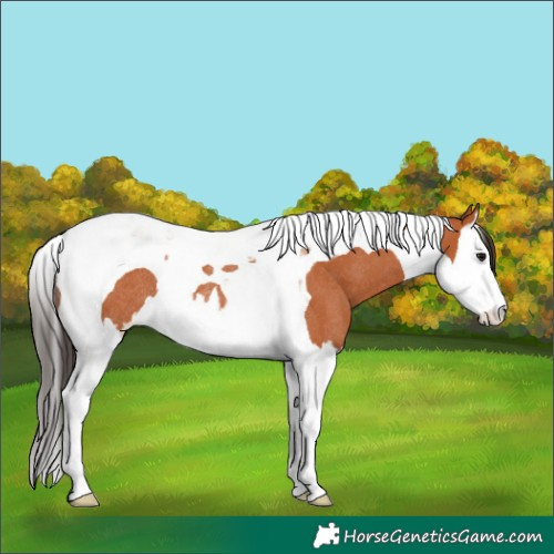Horse Color:Bay Splash Tobiano Rabicano