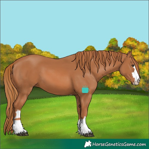Horse Color:Chestnut 