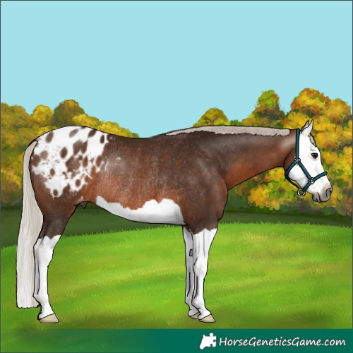 Horse Color:Gray Silver Bay Splash Appaloosa Rabicano 