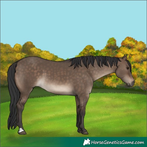 Horse Color:Brown Dun