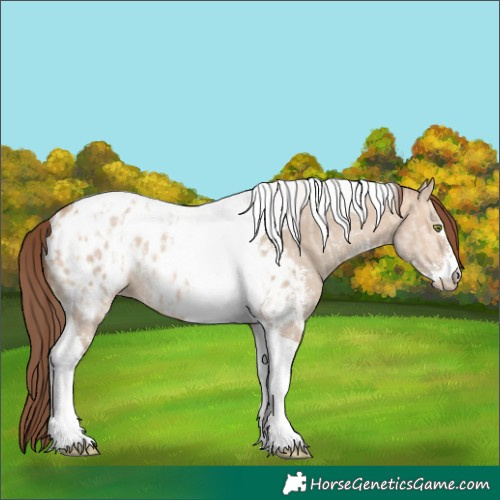 Horse Color:Amber Champagne Dun Sabino Tobiano Blanket  and Amber Champagne Dun Sabino Tobiano Blanket Rabicano 