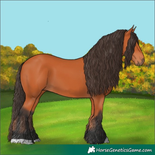Horse Color:Bay 