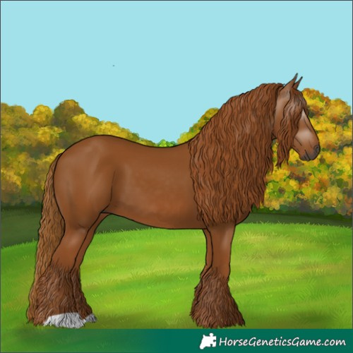 Horse Color:Gray Chestnut 