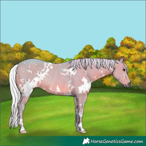 Horse Color:Watercolor White Spotted Silver Grullo Rabicano Brindle 