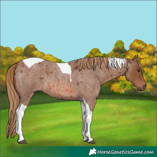 Horse Color:Red Roan Tobiano 
