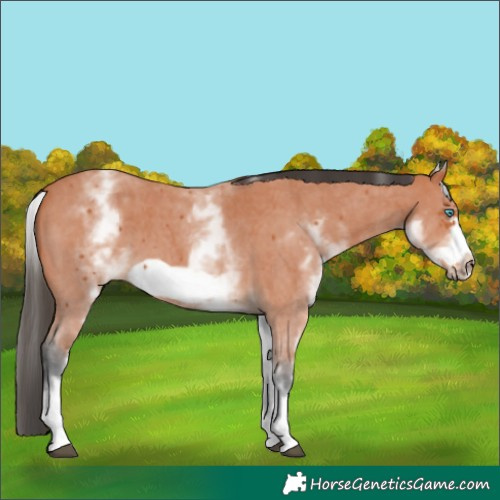 Horse Color:White Spotted Bay Sabino Frame