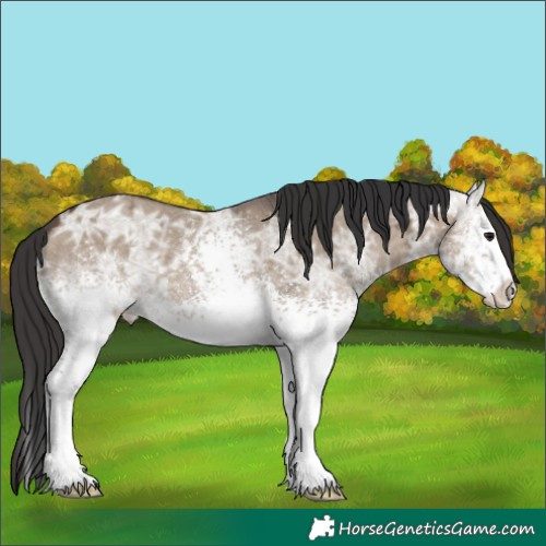 Horse Color:White Spotted Brown Ice Dun 