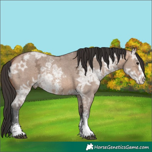 Horse Color:Bay Ice Dun Sabino 
