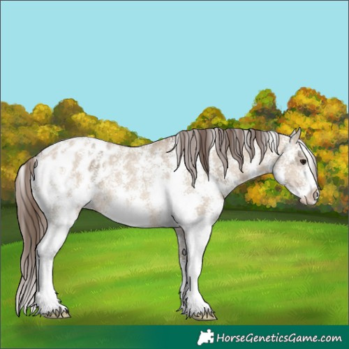 Horse Color:Bay Ice Dun Sabino Appaloosa 