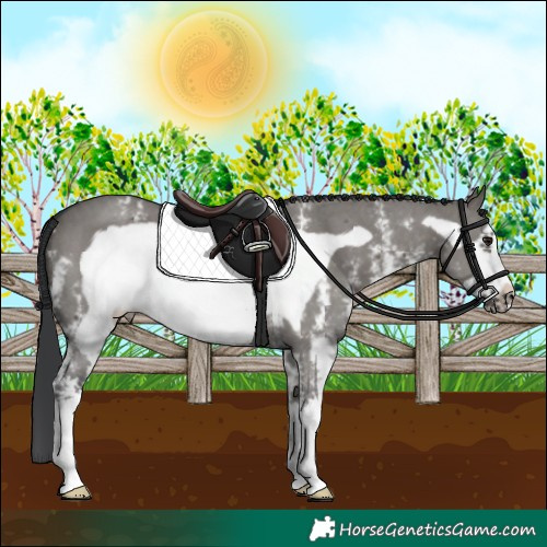 Horse Color:Grullo Sabino Frame 