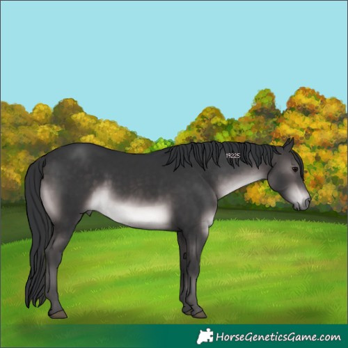 Horse Color:Platinum Brown Rabicano 