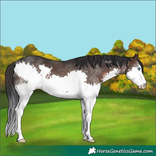 Horse Color:White Spotted Brown Splash 