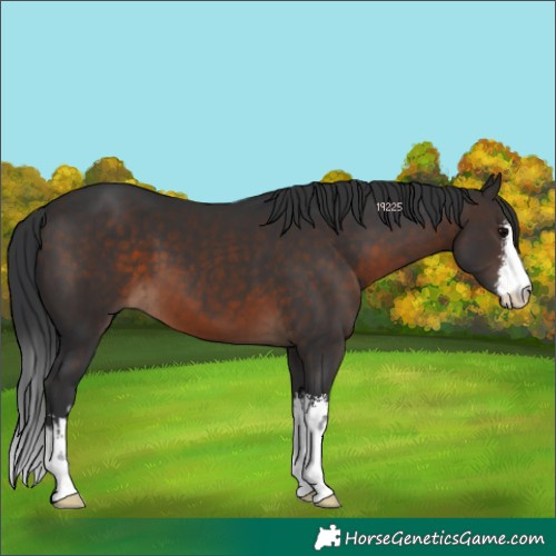 Horse Color:White Spotted Brown 
