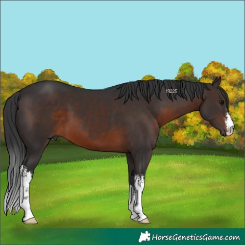 Horse Color:White Spotted Brown