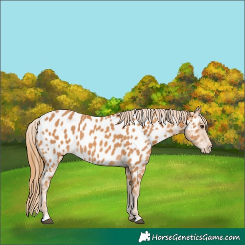 Horse Color:Chestnut Near Leopard 