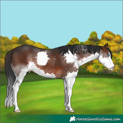 Horse Color:White Spotted Brown Splash 