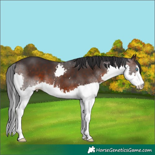 Horse Color:White Spotted Brown Splash 