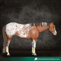 Horse Color:Bay Splash Tobiano Appaloosa  and Bay Splash Tobiano Appaloosa 