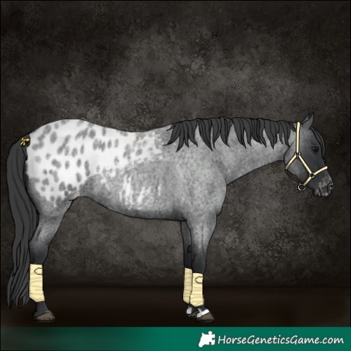 Horse Color:Blue Roan Appaloosa 