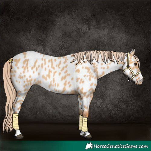 Horse Color:Red Dun Appaloosa 