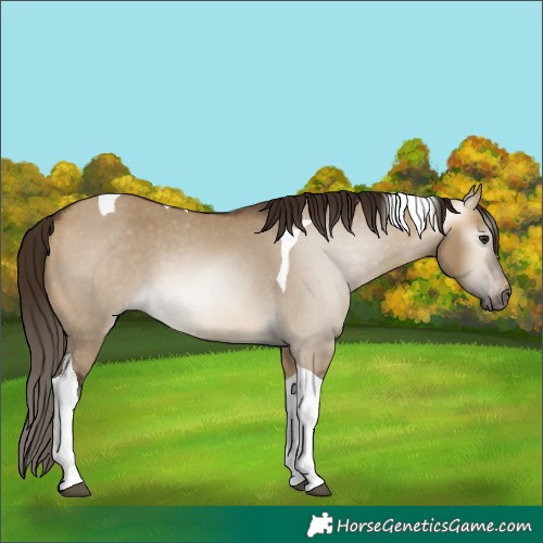 Horse Color:Gray Buckskin Dun Tobiano Varnish