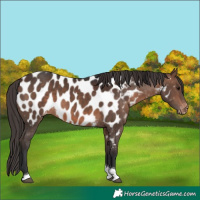 Horse Color:Brown Tobiano Appaloosa 