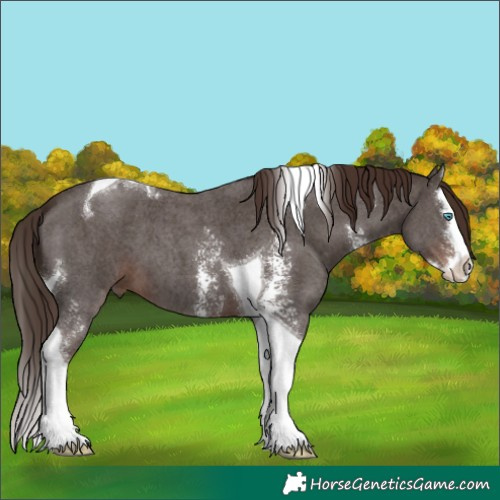 Horse Color:Liver Chestnut Sabino Splash Tobiano 