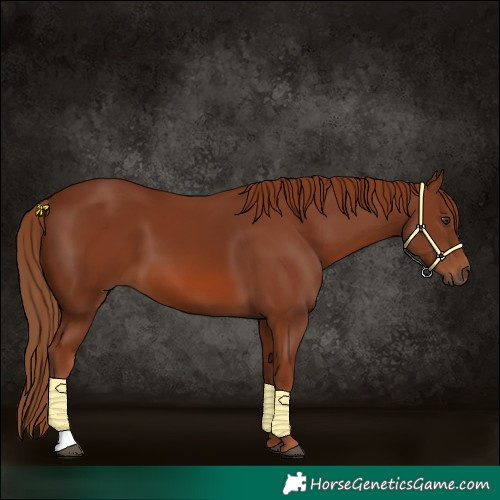 Horse Color:Chestnut 