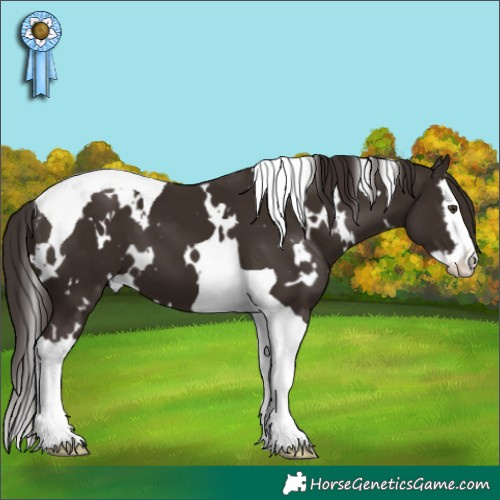 Horse Color:White Spotted Liver Chestnut Splash Tobiano