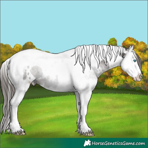 Horse Color:White Spotted Liver Chestnut Splash Tobiano 