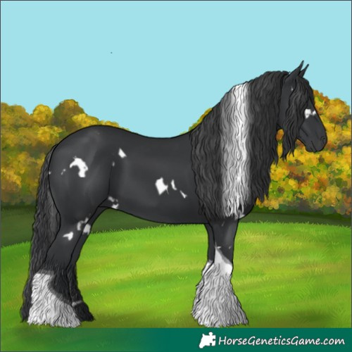Horse Color:White Spotted Black Tobiano 