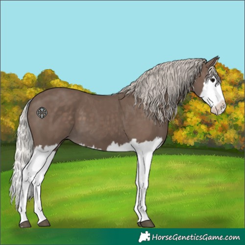 Horse Color:Silver Black Splash 