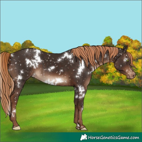 Horse Color:White Spotted Liver Chestnut Appaloosa 